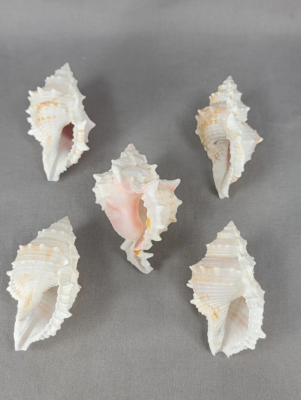 Murex Seashell Shell Mixed Lot 5 Coastal Beach Decor Crafts Natural
